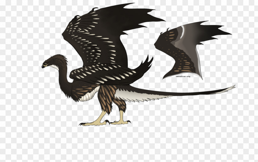 Dragon Bald Eagle Beak PNG
