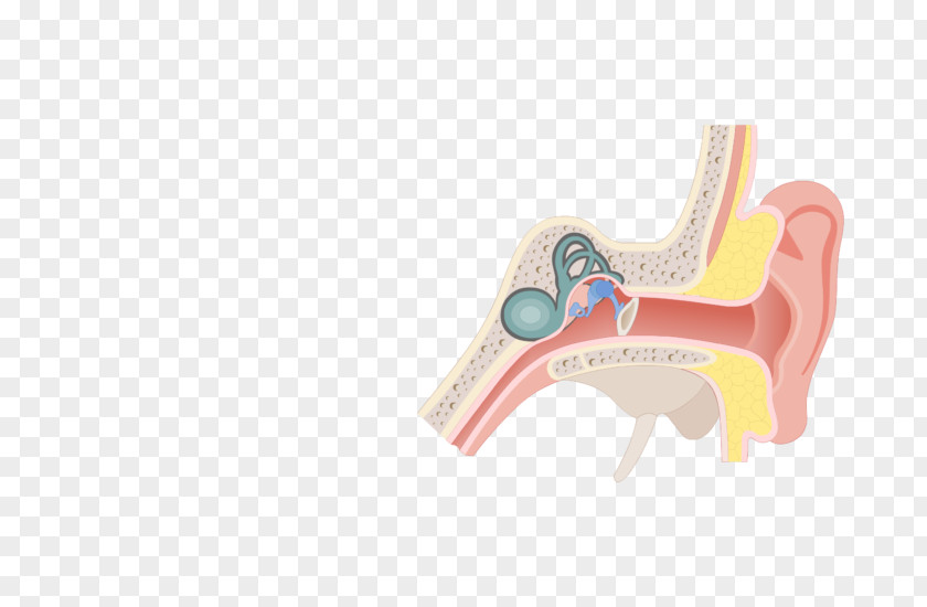 Ear Pharynx Eustachian Tube Anatomy Larynx PNG