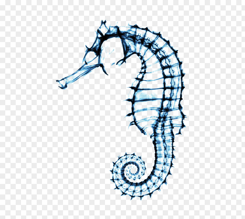 Seahorse Drawing Skeleton Clip Art PNG
