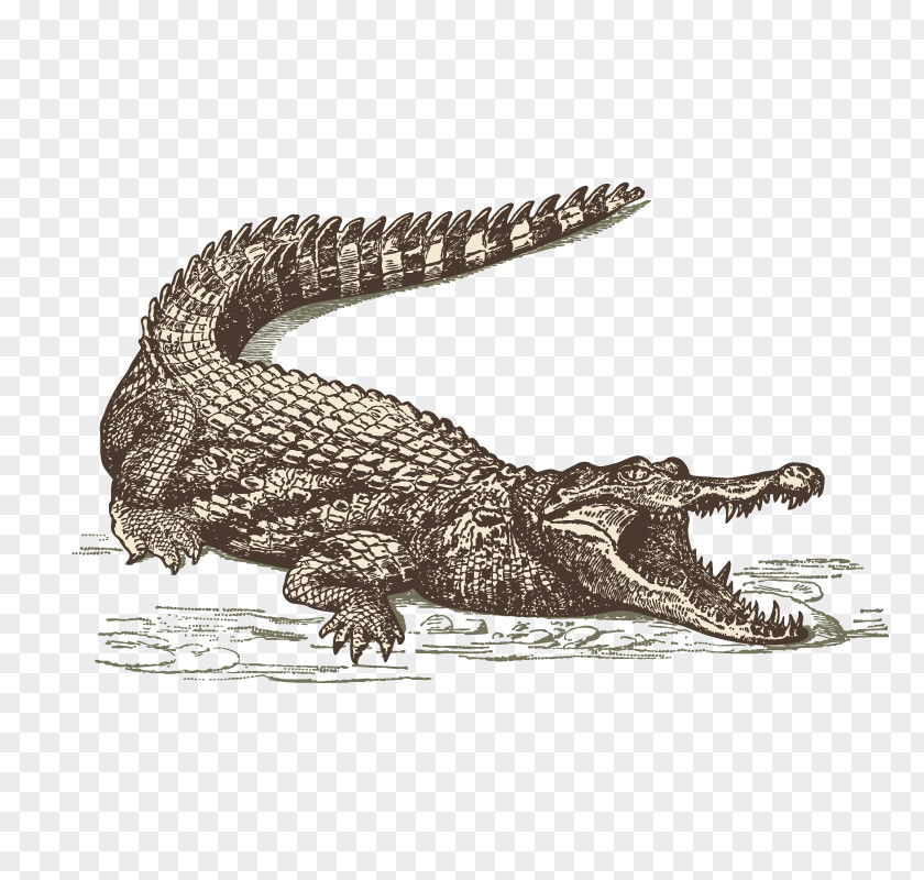 Sketch Crocodile International Drive Orlando Everglades Restaurant PNG