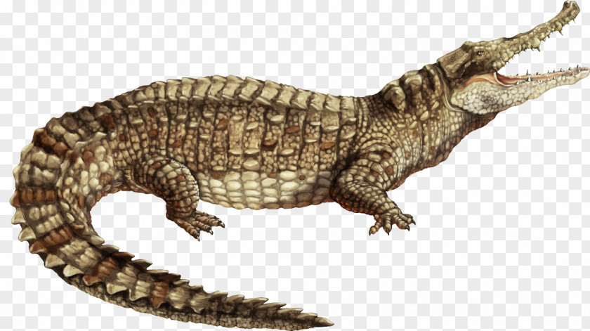 Alligator Nile Crocodile Spectacled Caiman American PNG