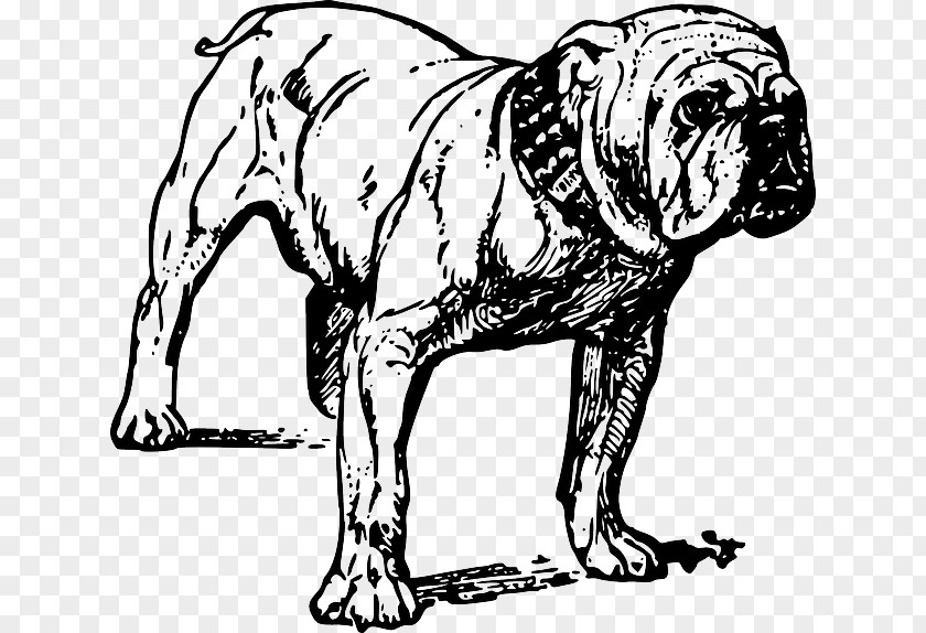 Bulldog Drawing French American Bully Pit Bull Terrier PNG