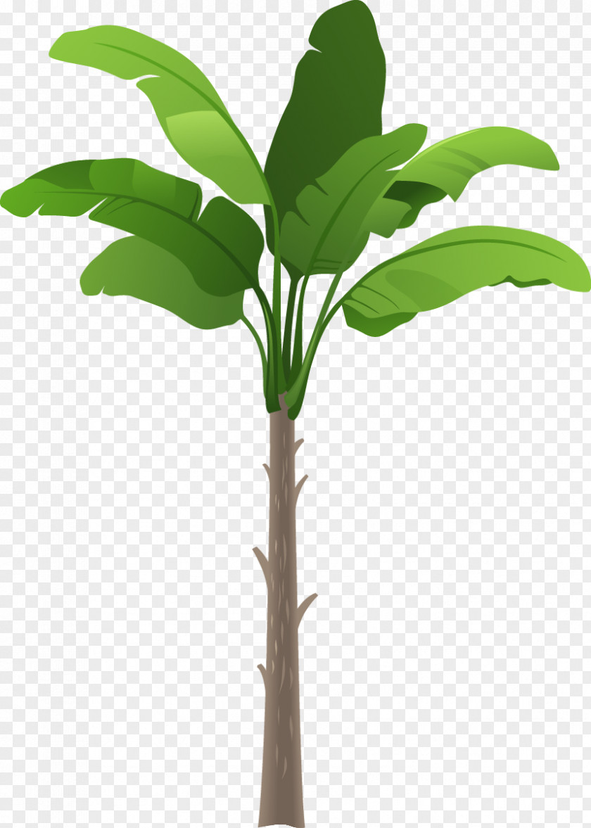 Cartoon Great Fresh Coconut Arecaceae Tree Drawing Illustration PNG