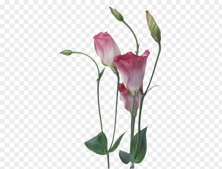 Flower Garden Roses Floral Design High-definition Television PNG