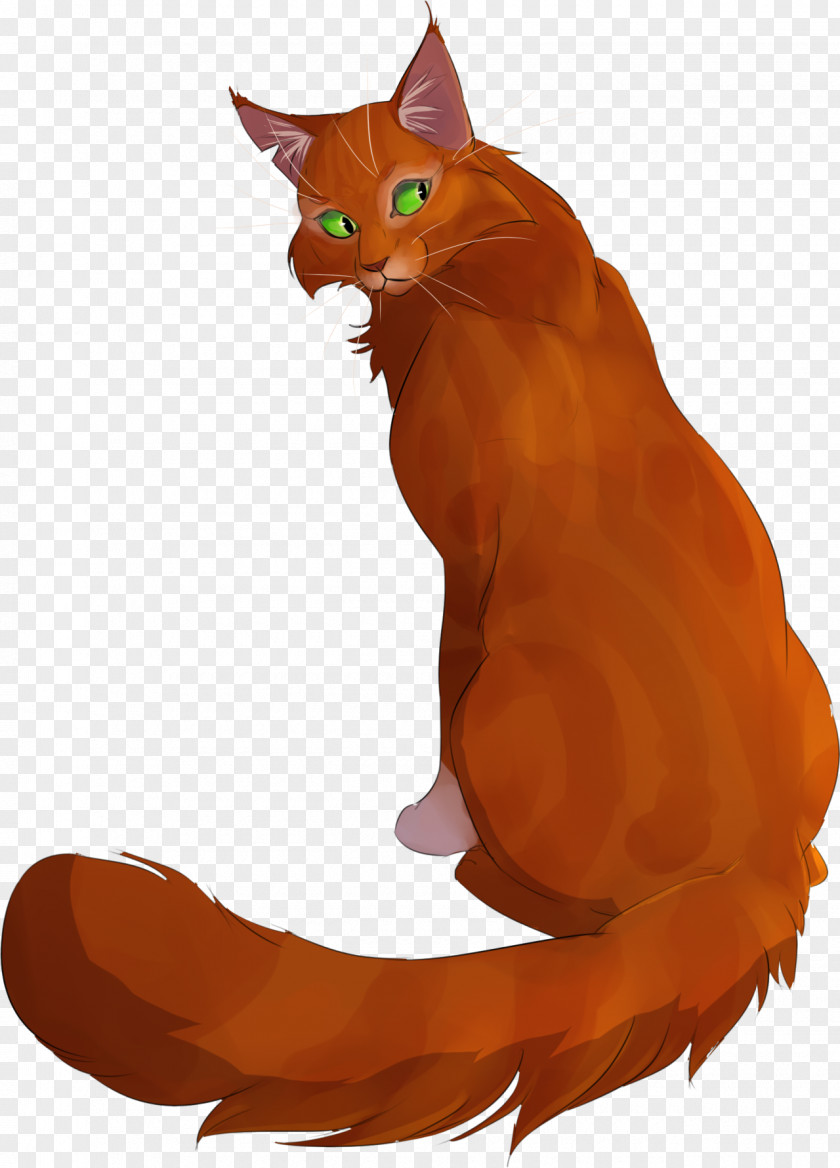 Kitten Whiskers Tabby Cat Squirrel PNG