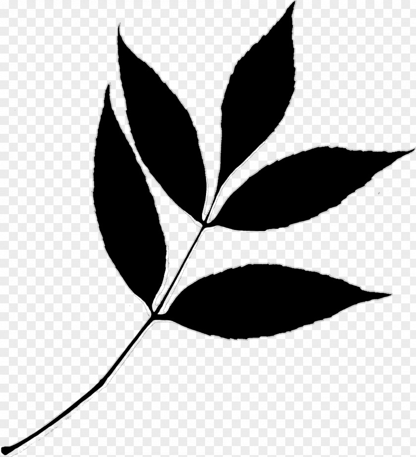 Twig Clip Art Plant Stem Leaf Line PNG