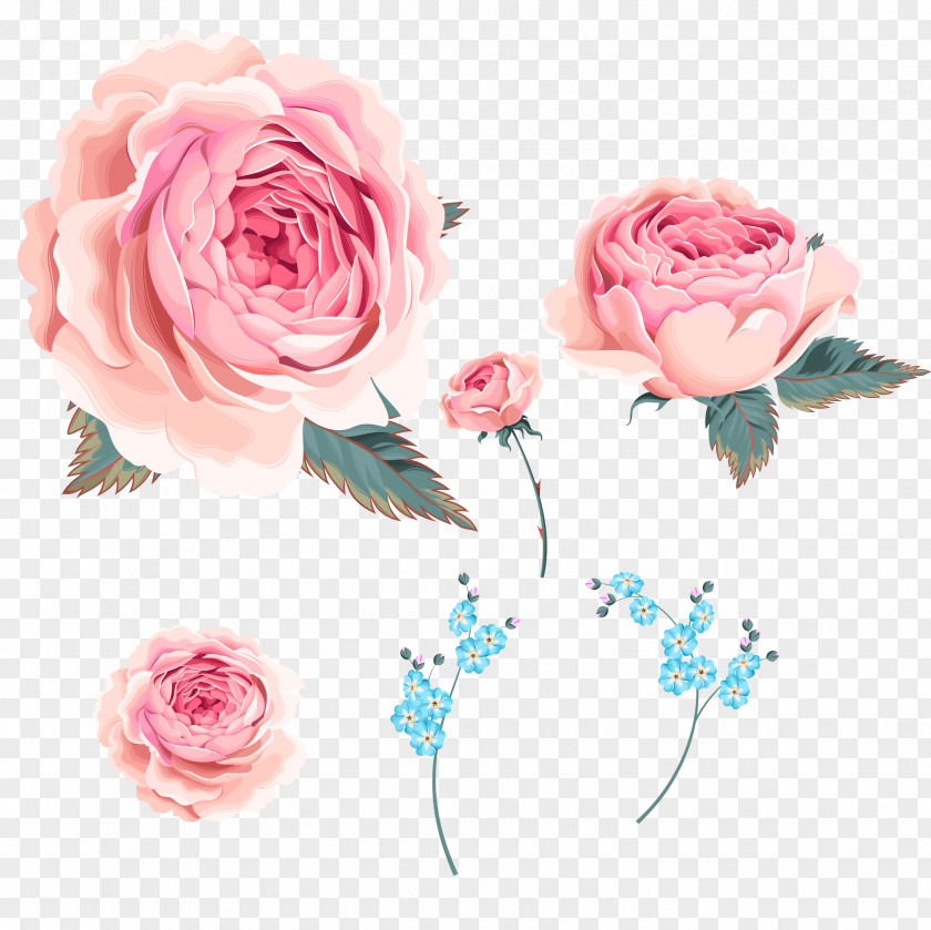 Wind Rose,Small Orchid Garden Roses Centifolia Beach Rose Orchids PNG