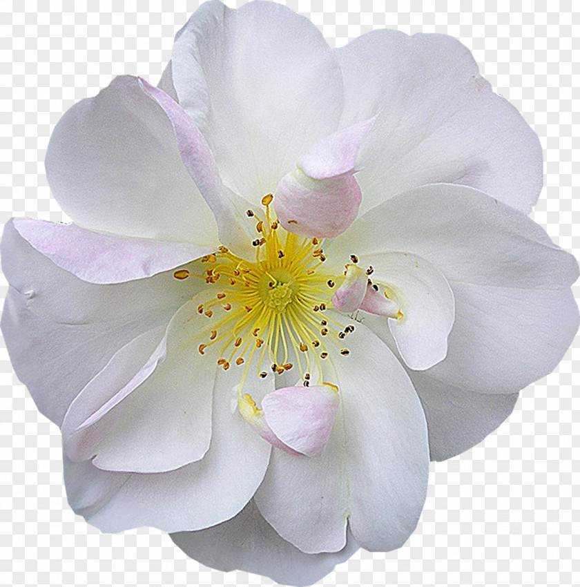 Anemone Flower Bouquet White Pseudanthium PNG