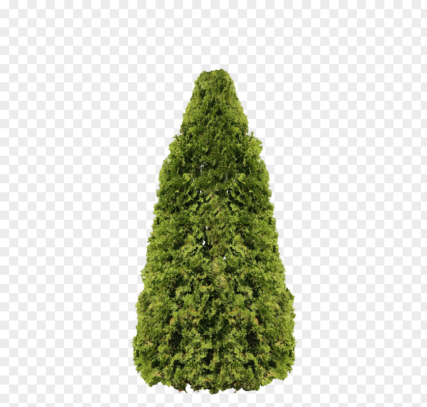 Arborvitae Fir Pine Tree Evergreen PNG