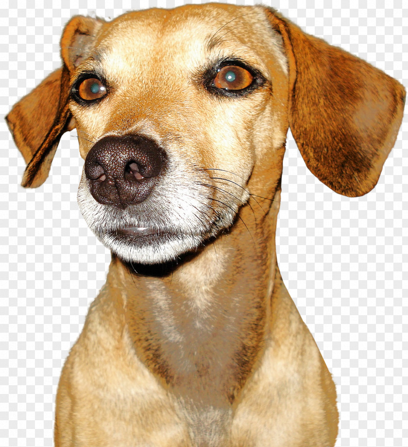 Dog Breed Puppy PNG