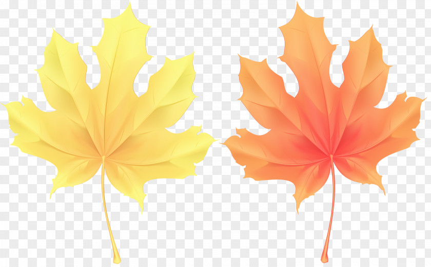 Flower Maple Leaf PNG