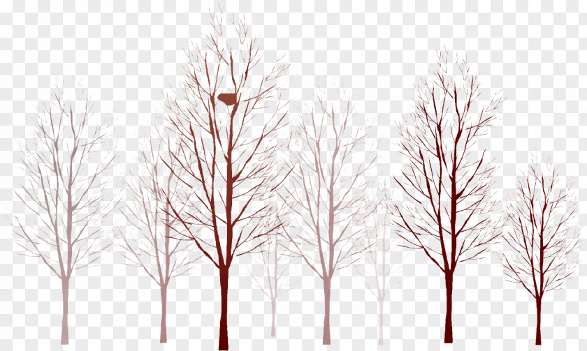 Tree Ulmus Minor Laevis Branch Paper PNG