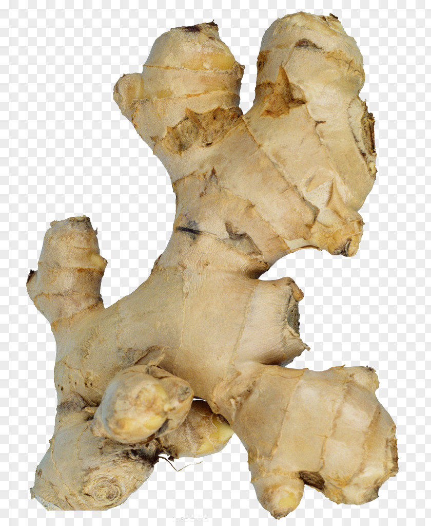 Ginger Galangal Vegetable Import Food PNG