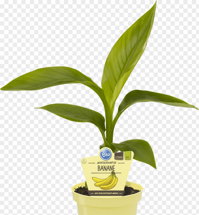 Plants Hardy Banana Plantain Bylina Herbaceous Plant PNG