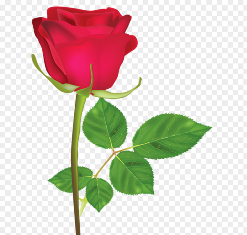 Rose Pink Red Flower White PNG