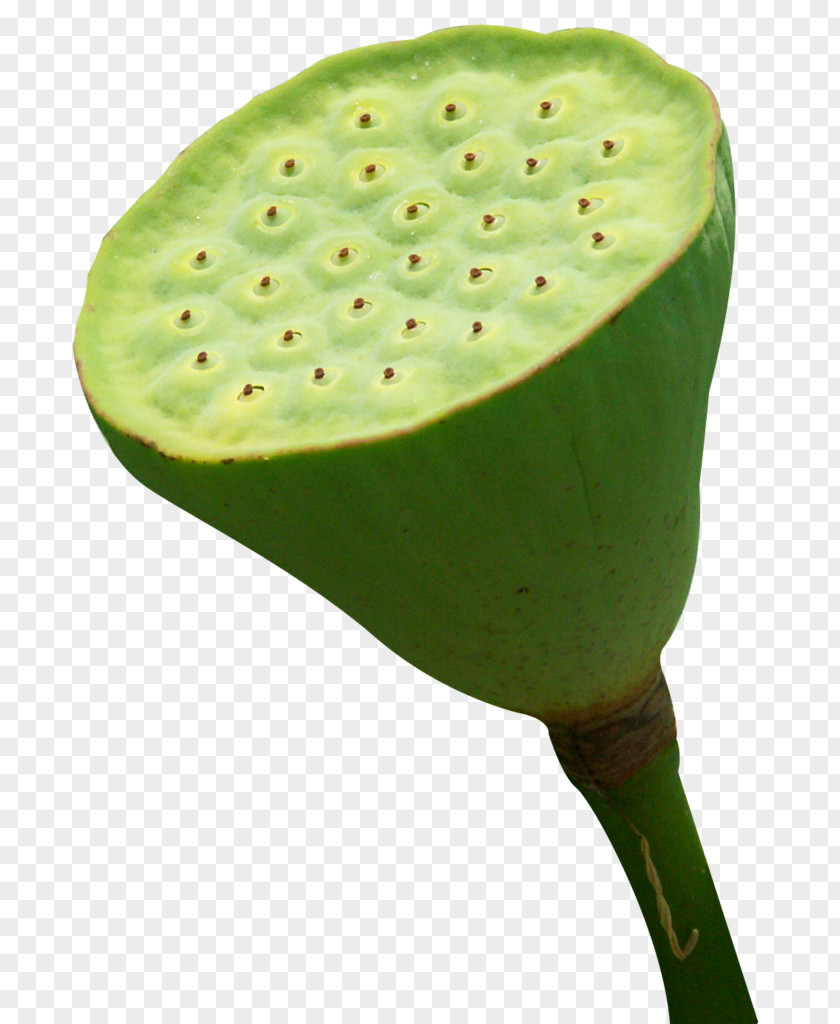 Shower Nelumbo Nucifera Lotus Seed PNG