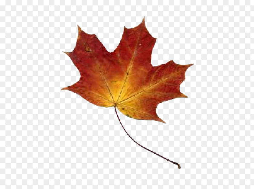 Autumn Southern Hemisphere Leaf Color Tree PNG