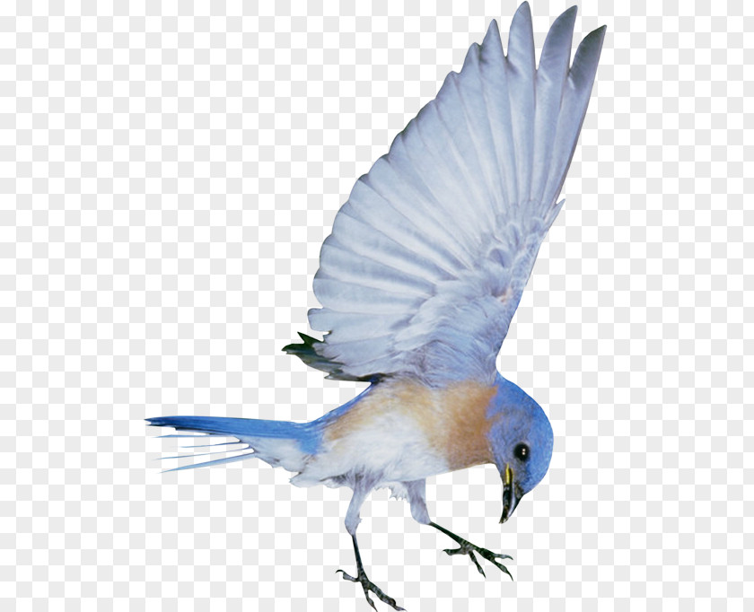 Creative Cute Blue Birds Hummingbird PNG