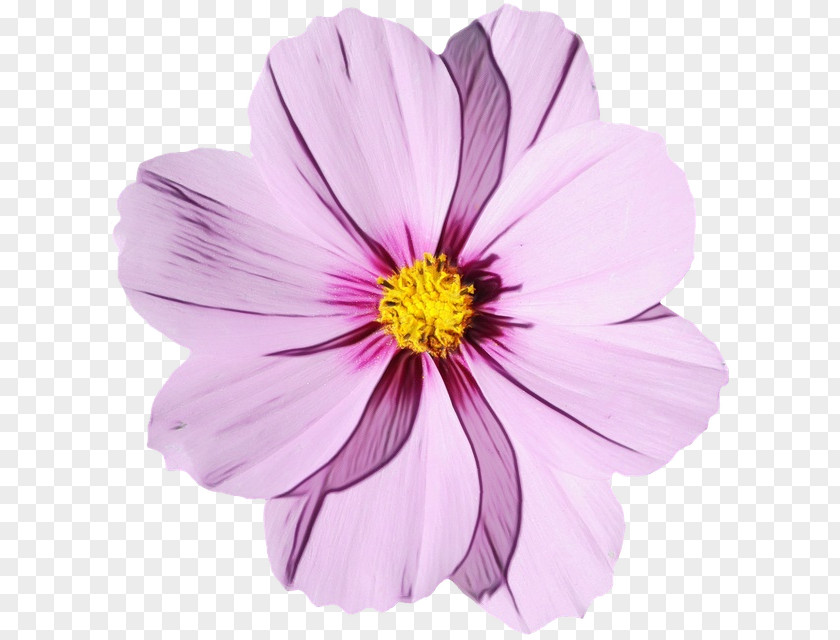 Flower Bouquet Desktop Wallpaper Transparency PNG