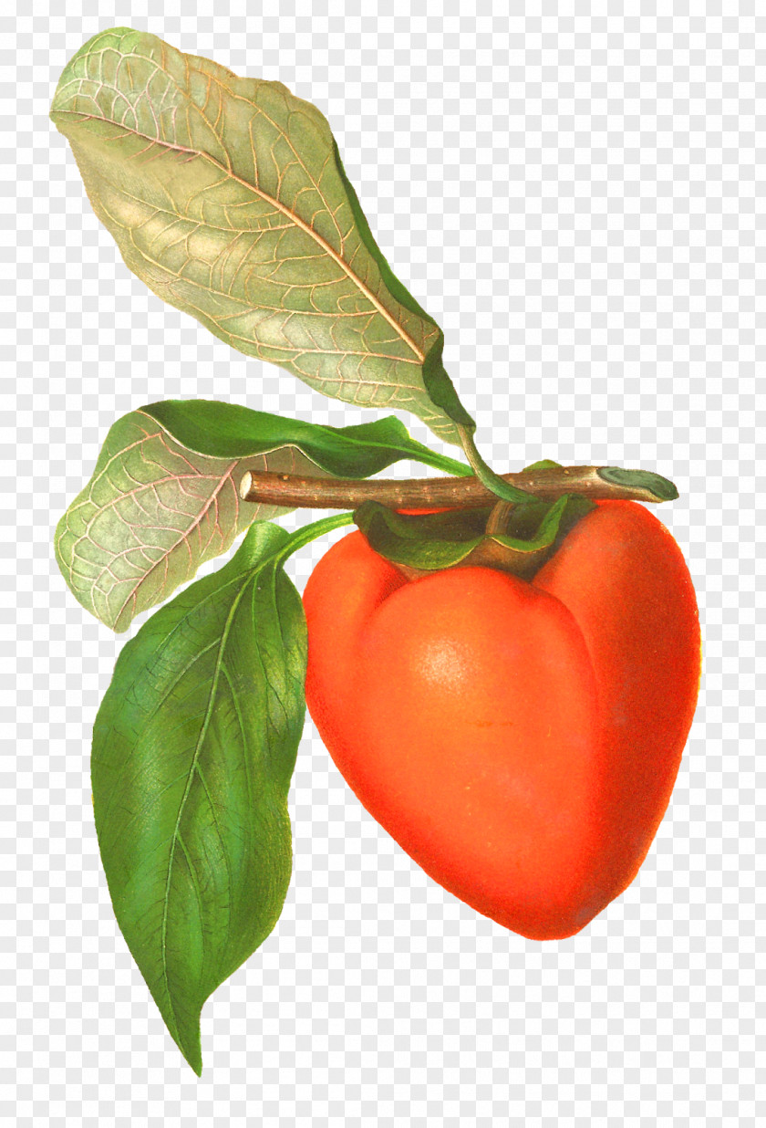 Persimmon Tomato Food Clip Art PNG