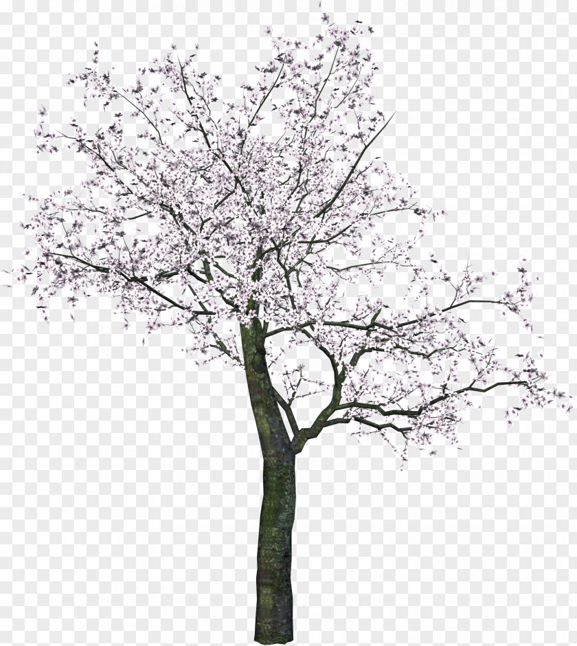 Tree Image Cherry Blossom Spring Twig PNG