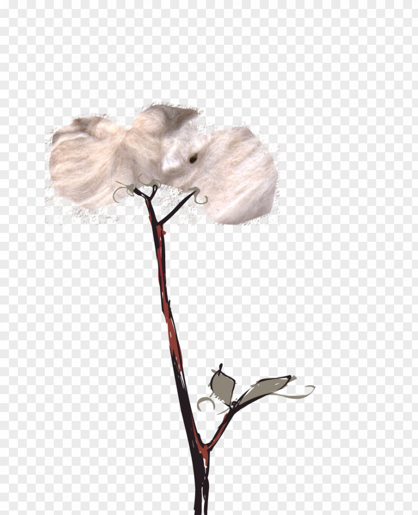 Cotton Plant Petal Cut Flowers Flowering PNG