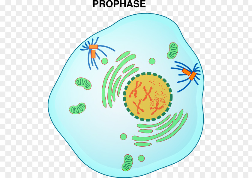 Watercolor-bear Prophase Mitosis Metaphase Interphase Telophase PNG