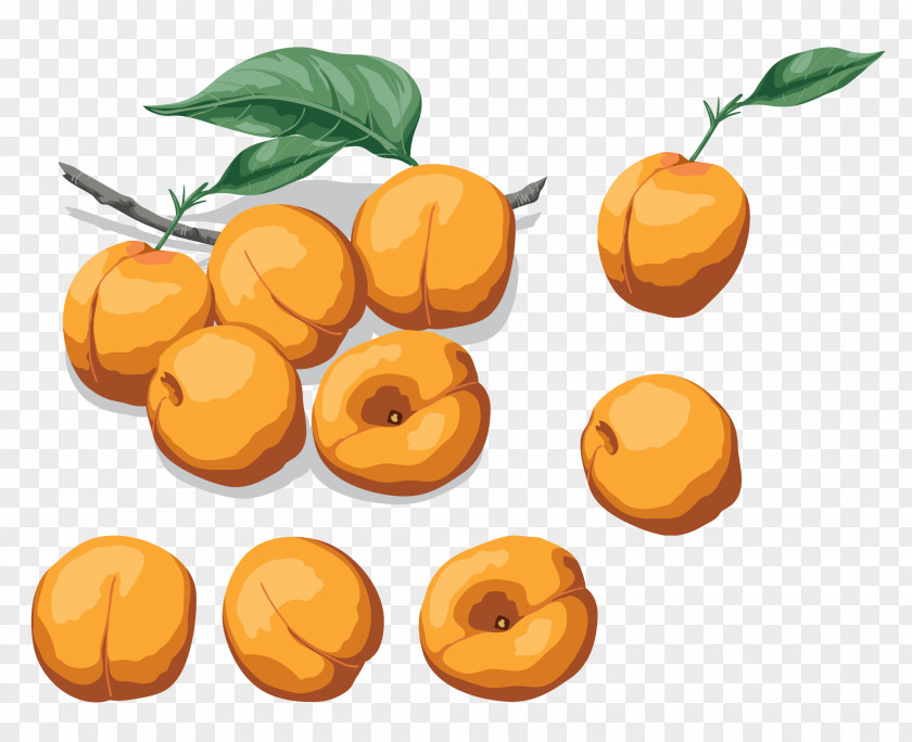 Apricot Nectarine Drawing Vegetarian Cuisine Food PNG