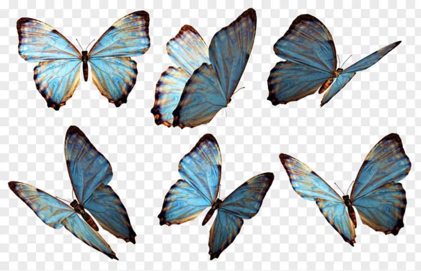 Blue Butterfly Monarch Clip Art PNG