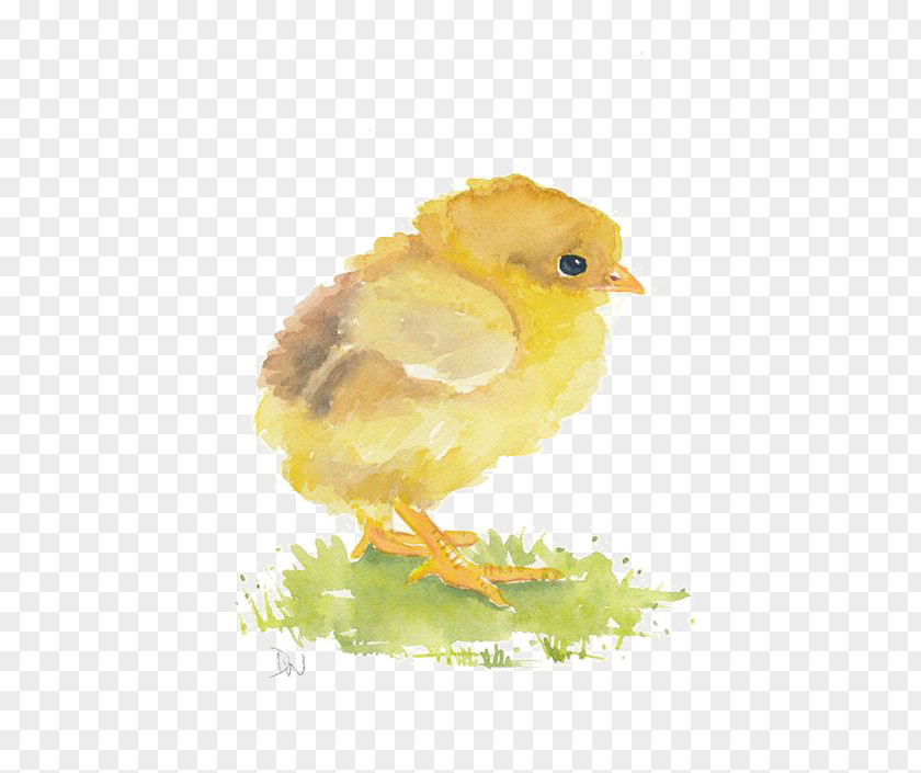 Chick Watercolor Painting Chicken Art PNG