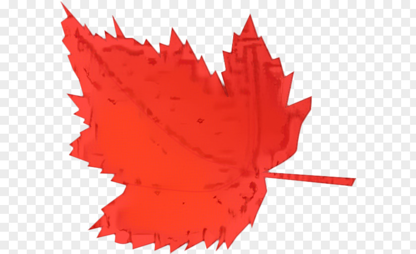 Coquelicot Plant Red Maple Tree PNG