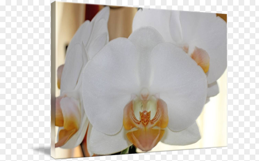 Orchid White Moth Orchids Floristry Petal PNG