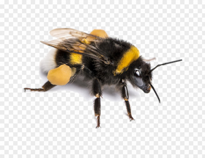 Trống Đồng Bee Bombus Terrestris Insect Pollinator Stock Photography PNG