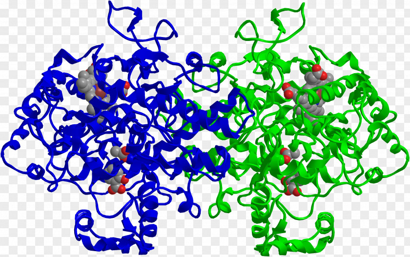 Willow Bark Cyclooxygenase Prostaglandin-endoperoxide Synthase 2 Mechanism Of Action Aspirin PTGS1 PNG