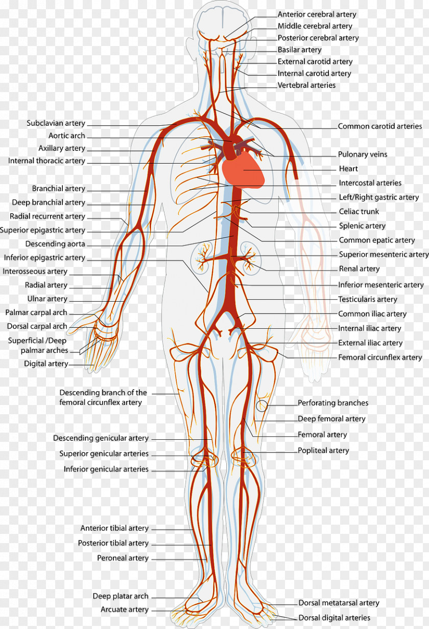 Blood Arteries And Veins Circulatory System Artery Human Body PNG