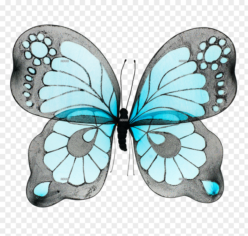 Butterfly Monarch Turquoise Insect Bird PNG
