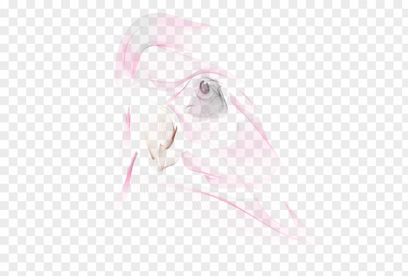 Cockatoo Figure Drawing Jaw Mouth PNG