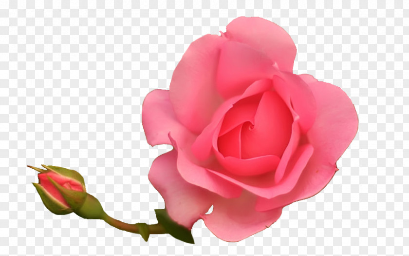 Cosmos Garden Roses Cabbage Rose Floribunda Petal Cut Flowers PNG