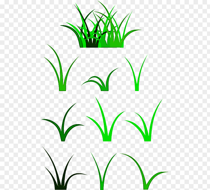 Flower Plant Stem Green Grass Leaf Family PNG