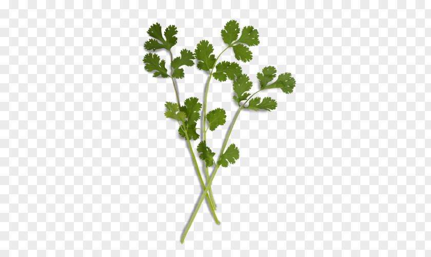 Parsley Coriander Herb Chervil Onion PNG