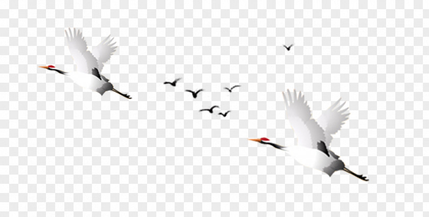 Crane Red-crowned Goose Wallpaper PNG