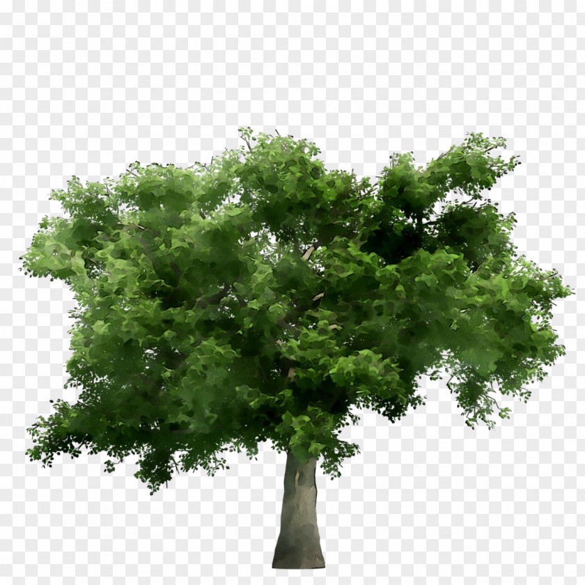 Japanese Zelkova Branch Tree Bonsai Image PNG