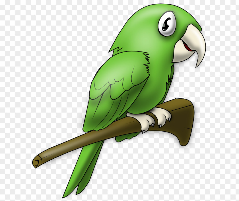 Macaw Piciformes Bird Parrot PNG