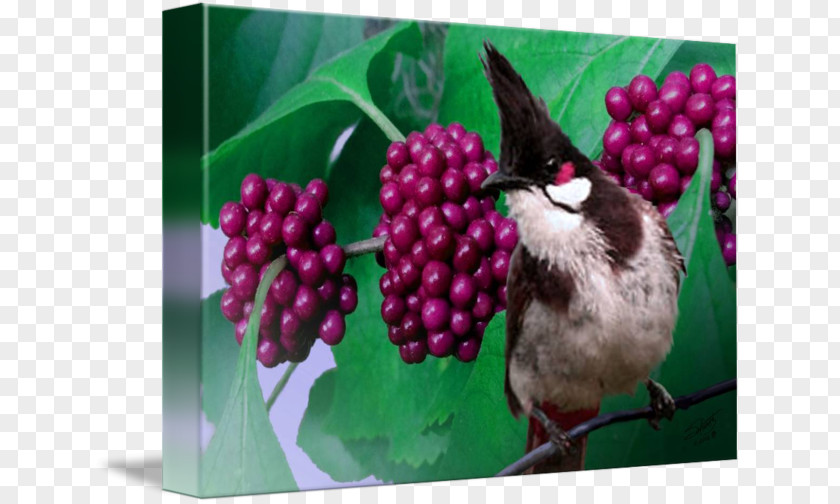 Redvented Bulbul Fauna Beak PNG