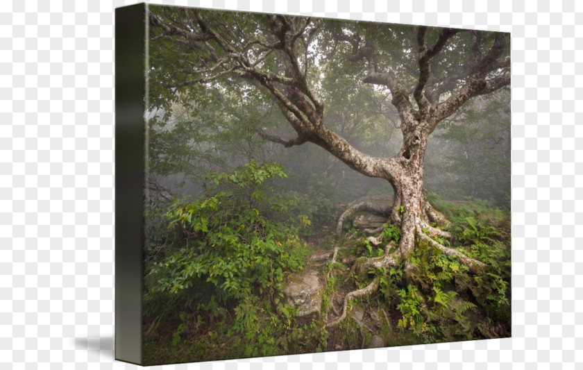 Tree Asheville Blue Ridge Parkway Craggy Gardens Visitor Center Printing PNG