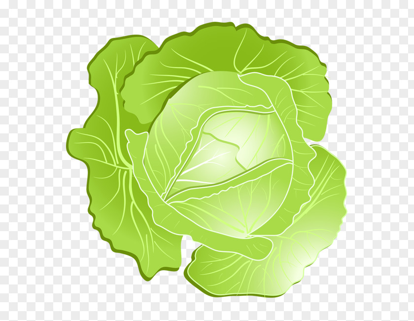 Vegetables,Cabbage Savoy Cabbage Kohlrabi Clip Art PNG