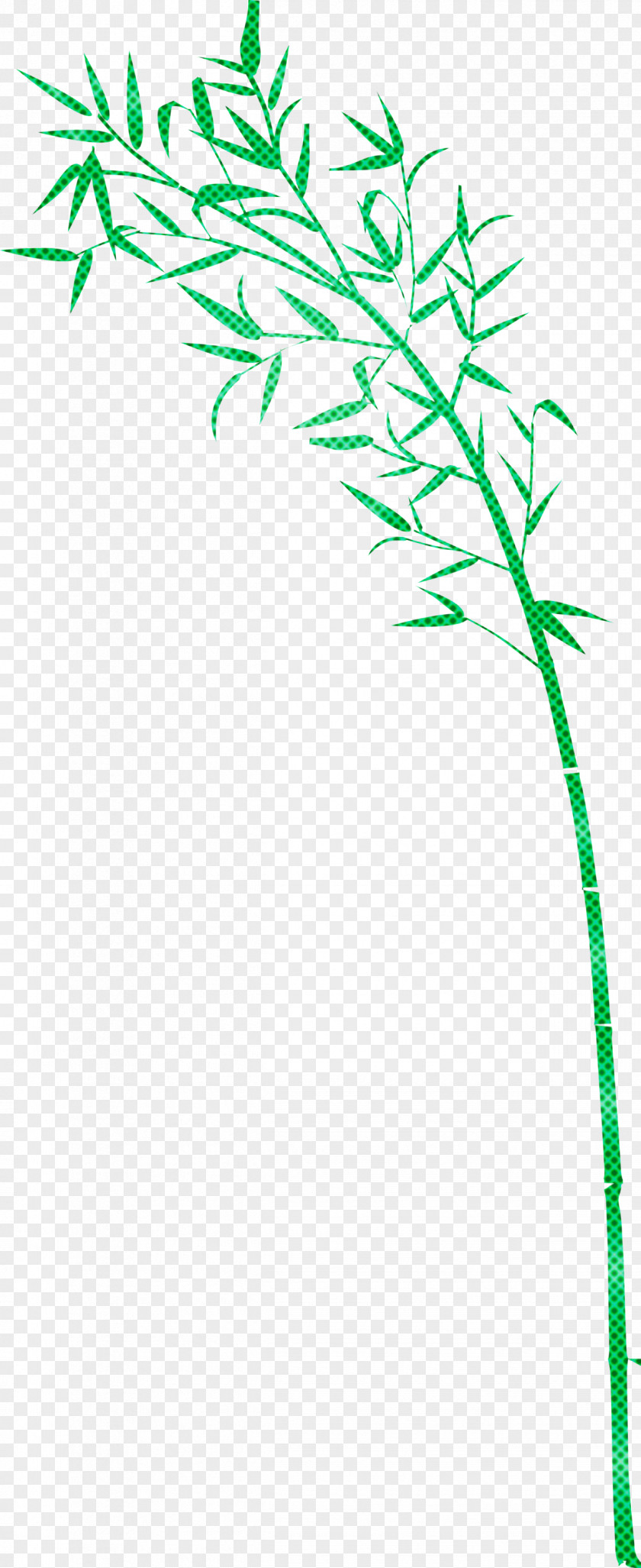 Bamboo Leaf PNG