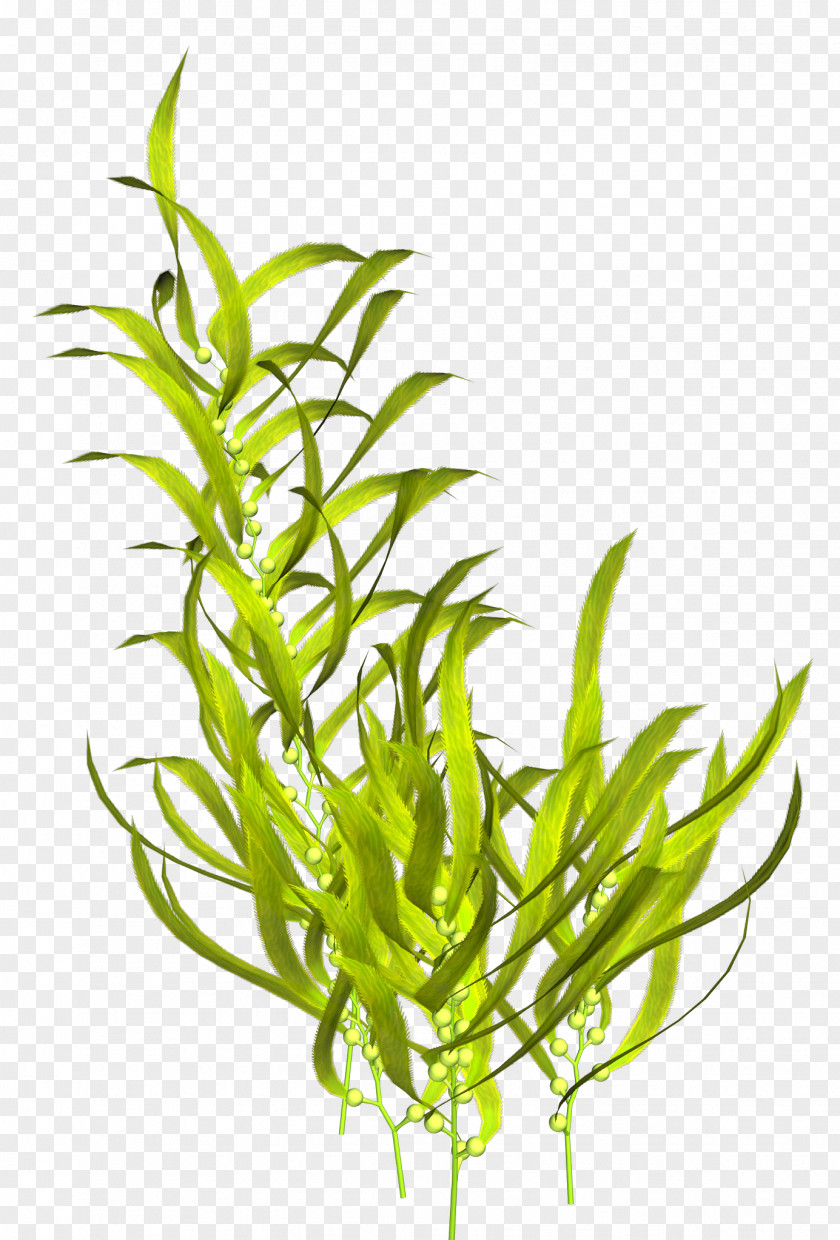 Coral Seaweed Aquatic Plants Clip Art PNG