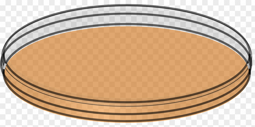 Dish Petri Dishes Laboratory Clip Art PNG