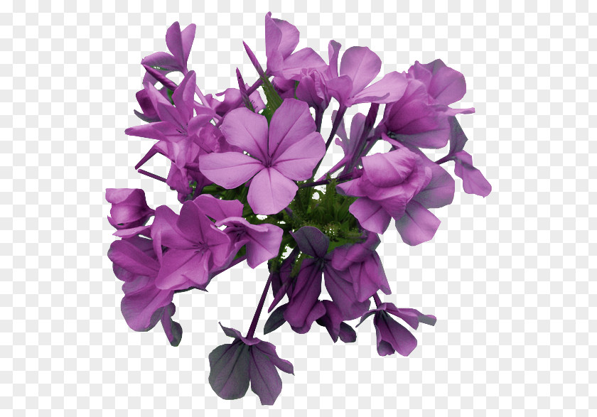 Flower Cut Flowers Petal PNG